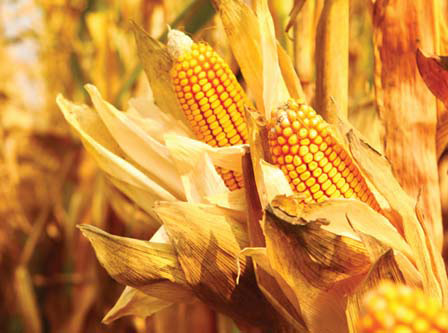 GB/T 16145放射性核素的γ能谱分析