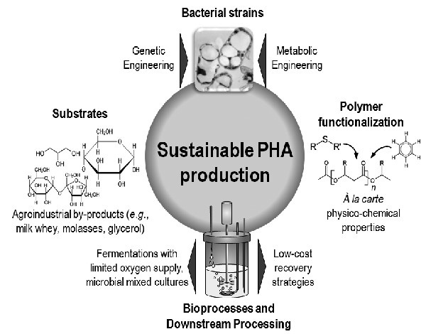 聚羟基脂肪酸Polyhydroxyalkanoate (PHA)