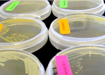 USP 51美国药典 抗菌药物有效性测试