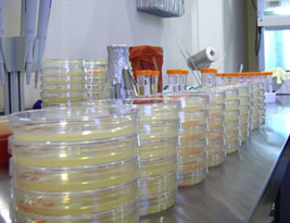 USP 51美国药典 抗菌药物有效性测试