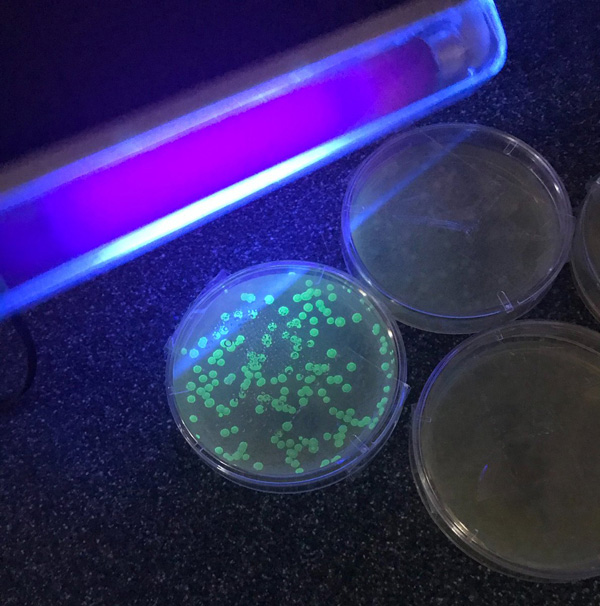 ISO 27447光催化材料抗菌活性试验