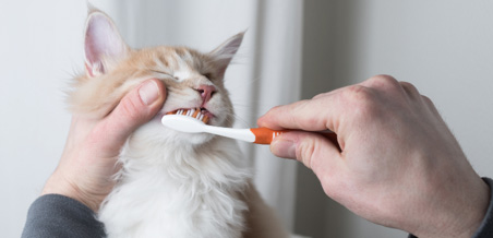 宠物口腔护理品中国合规攻略