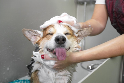 宠物洗护用品中国合规攻略