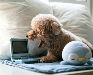 宠物洗护用品中国合规攻略