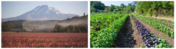 USDA ORGANIC 美国农业部有机认证