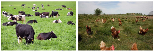 USDA ORGANIC 美国农业部有机认证