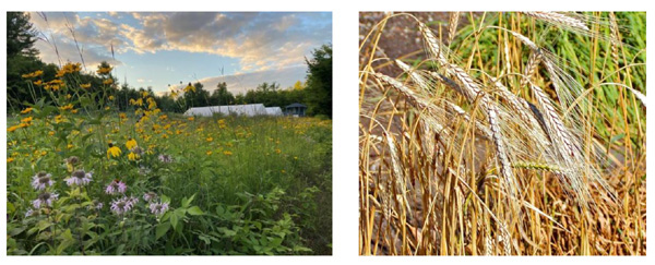 USDA ORGANIC 美国农业部有机认证